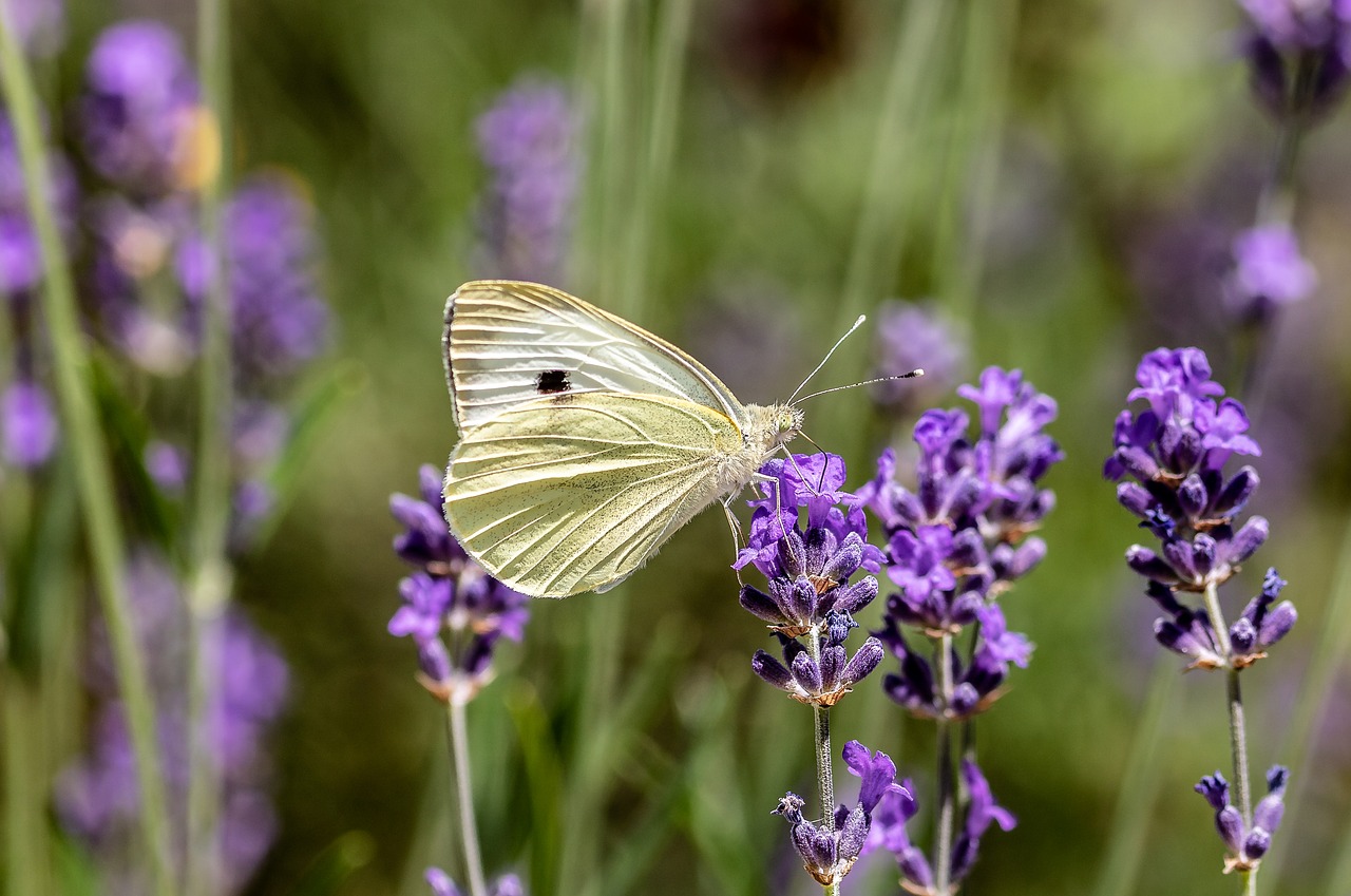 butterfly  small cabbage white ling  pieris rapae free photo