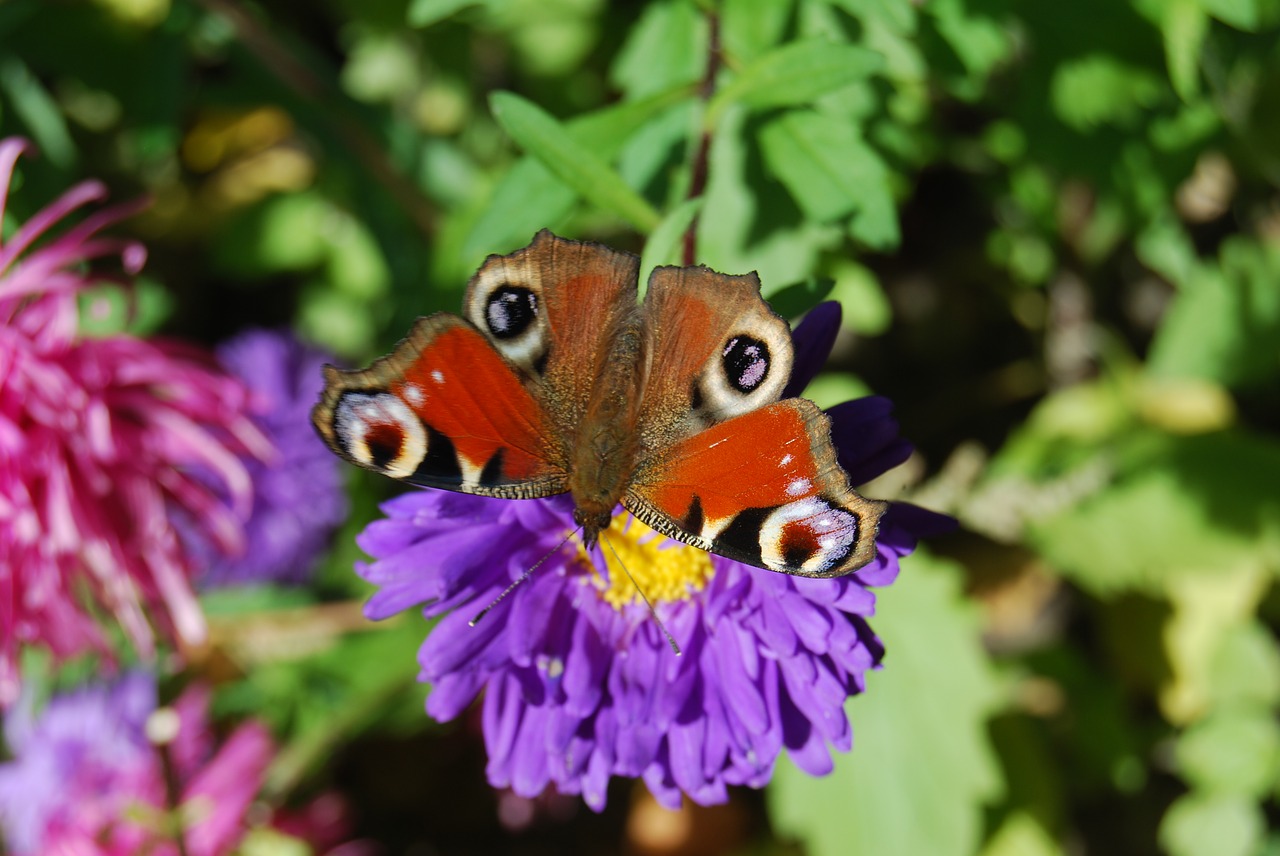 butterfly  flower  insect free photo