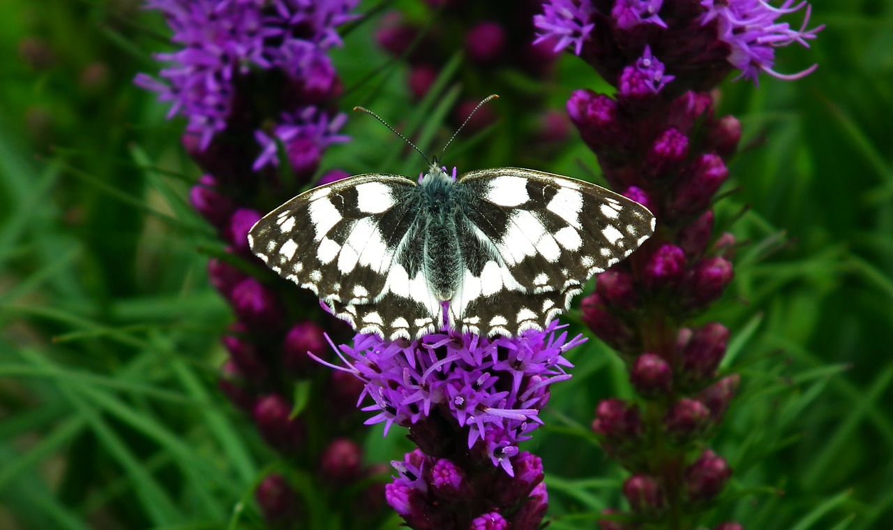 butterfly  insect  nature free photo