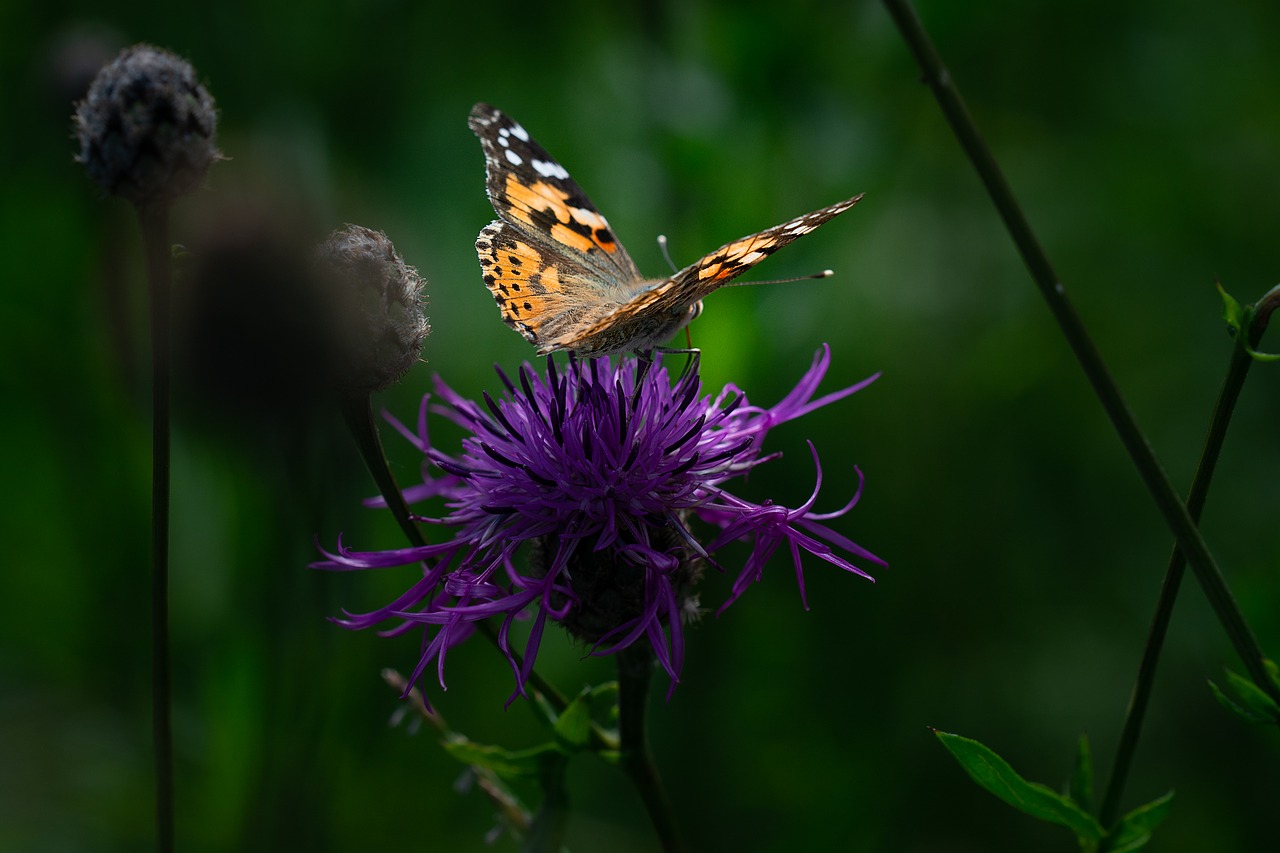 butterfly  vanessa cardui  edelfalter free photo