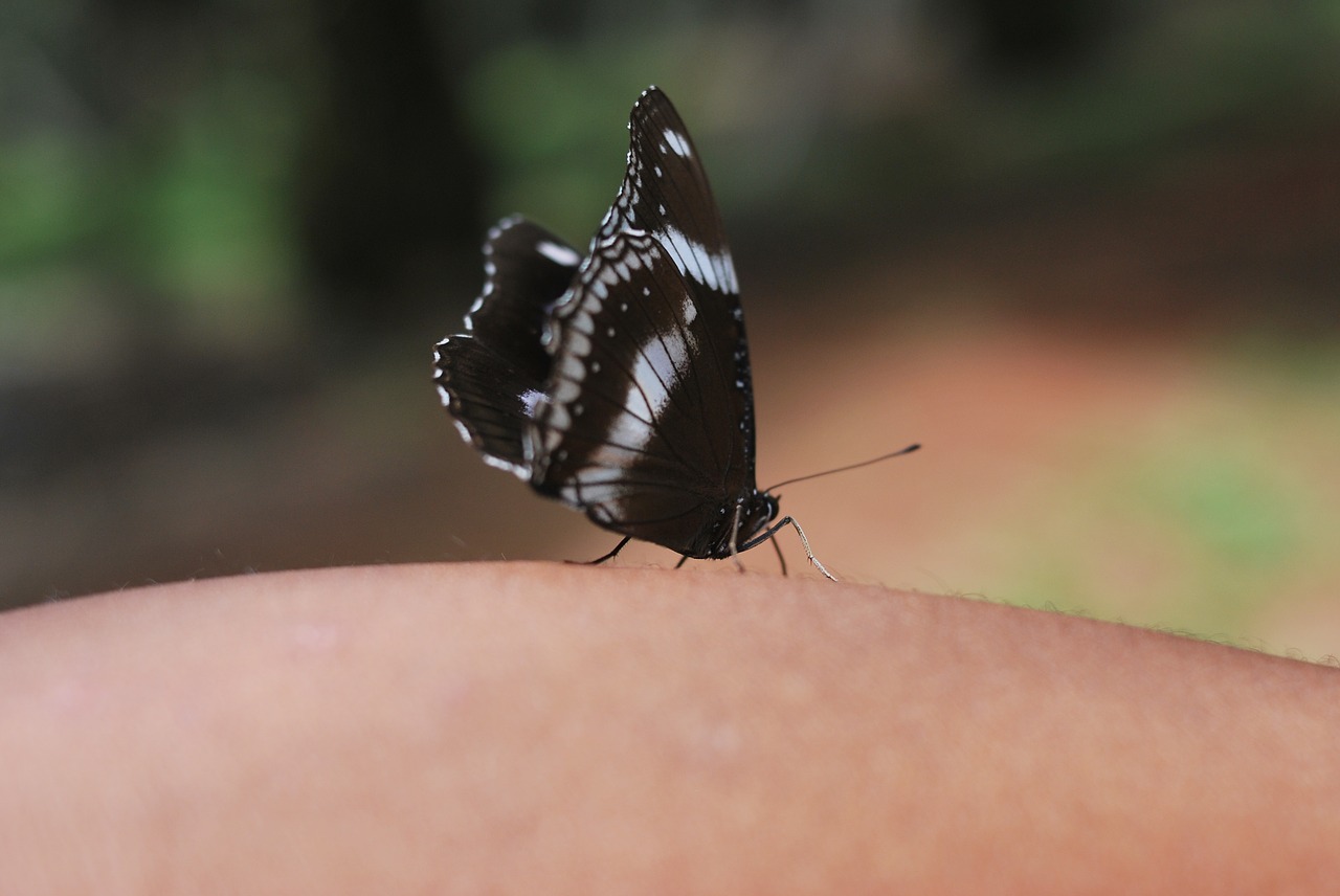 butterfly  nature  wild free photo