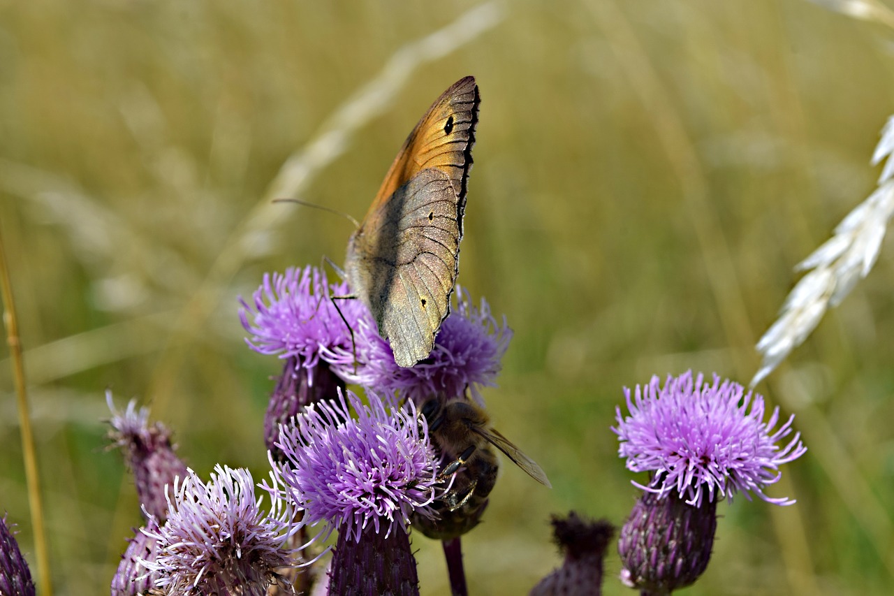 butterfly  field bloom  meadow free photo