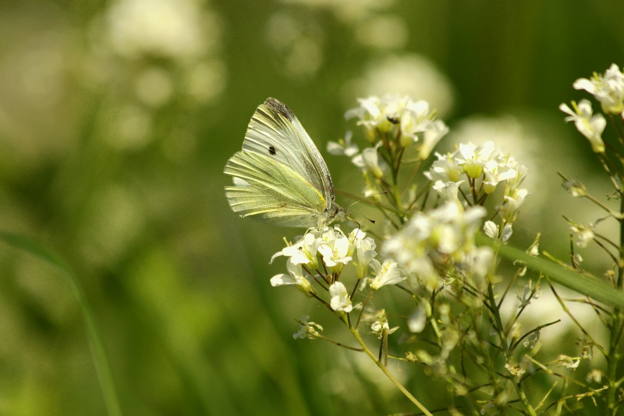 butterfly  insect  white flowers free photo