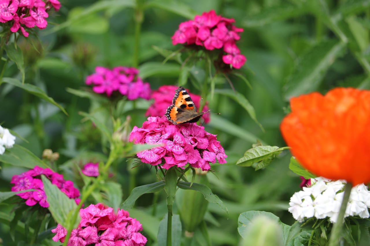 butterfly  hives  insect free photo