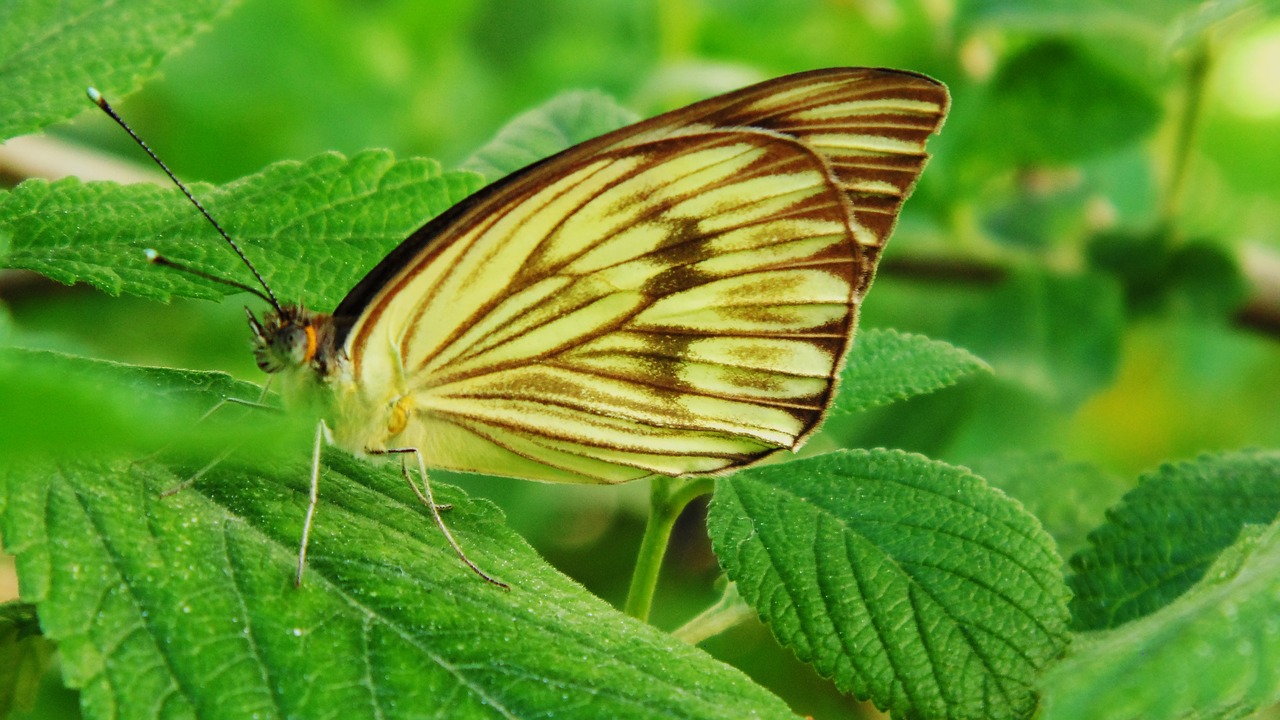 butterfly  insect  nature free photo