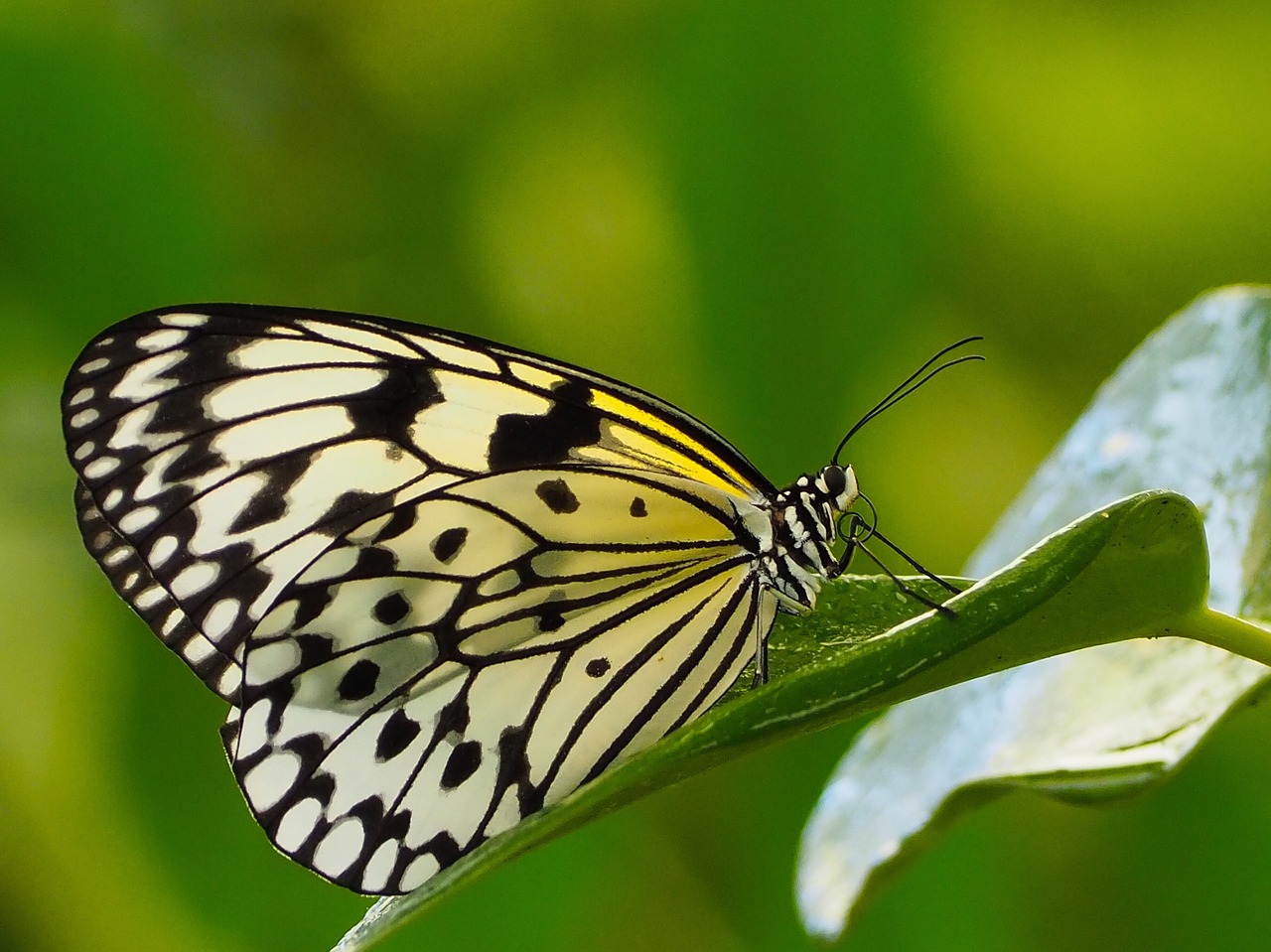 butterfly  insect  nature free photo