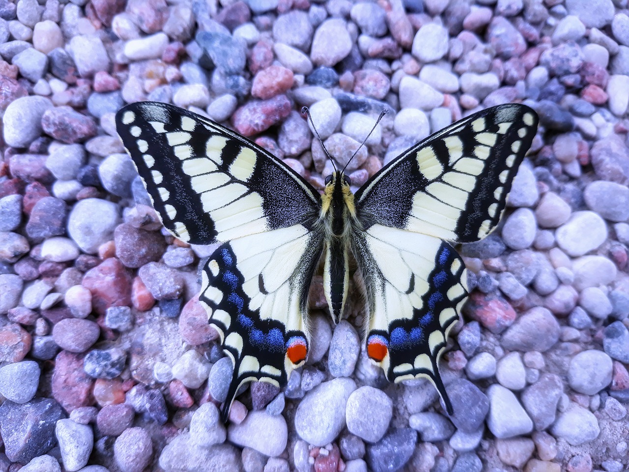 butterfly  the stones  beauty free photo