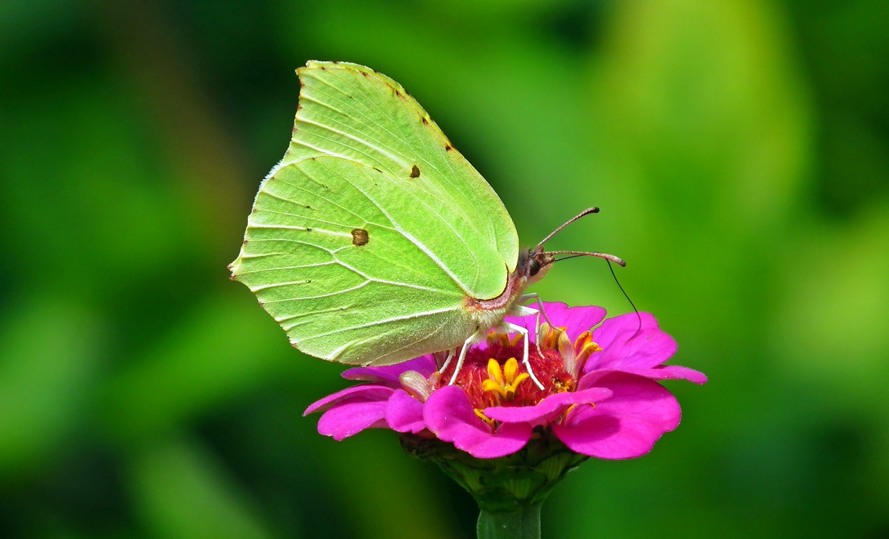 butterfly  insect  flower free photo