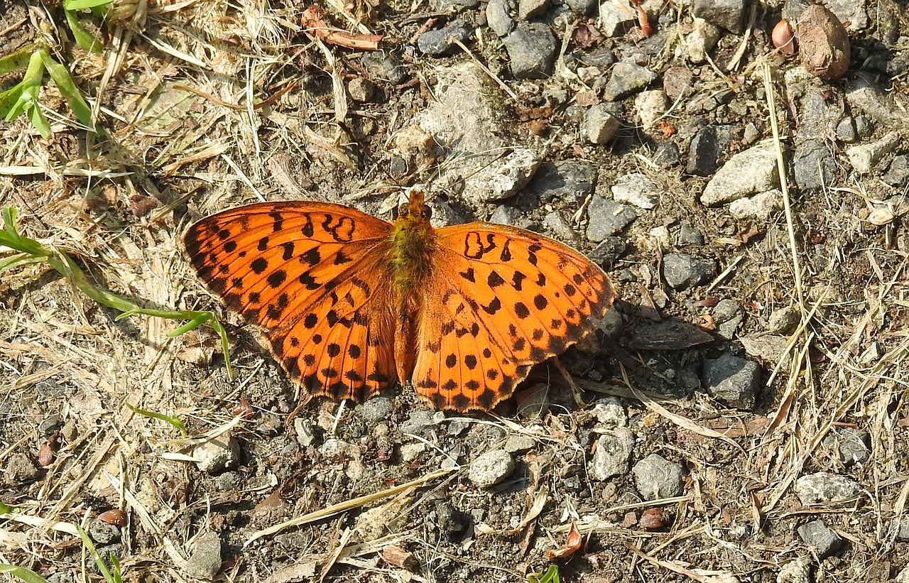 butterfly  insect  nature free photo