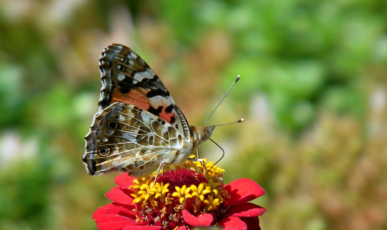 butterfly  insect  nature free photo
