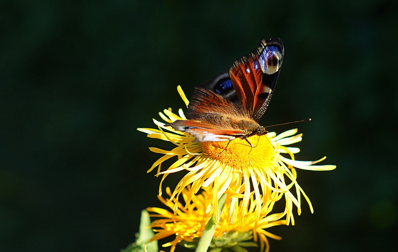 butterfly  sunflower  close up free photo