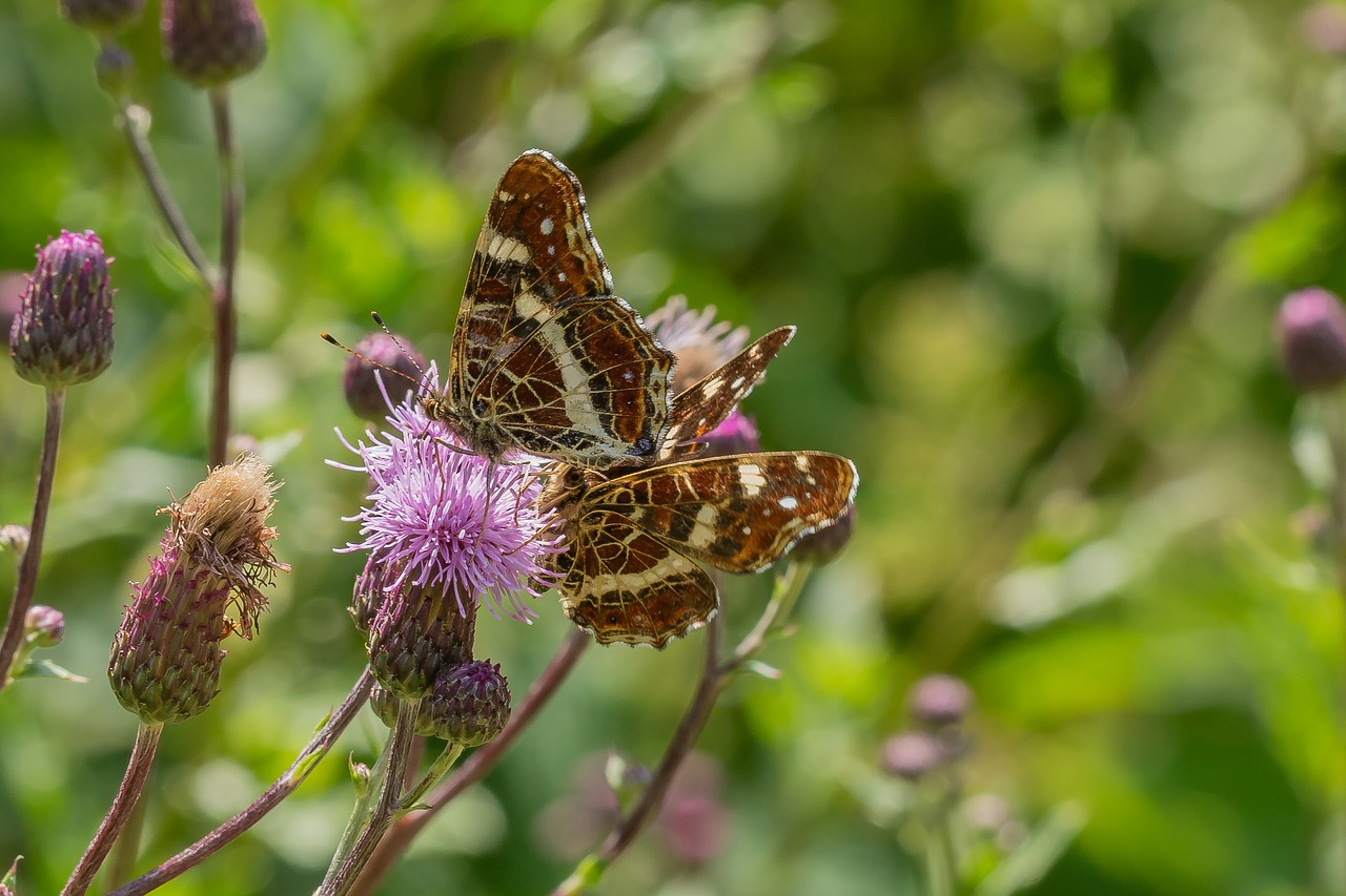 butterfly  blossom  bloom free photo