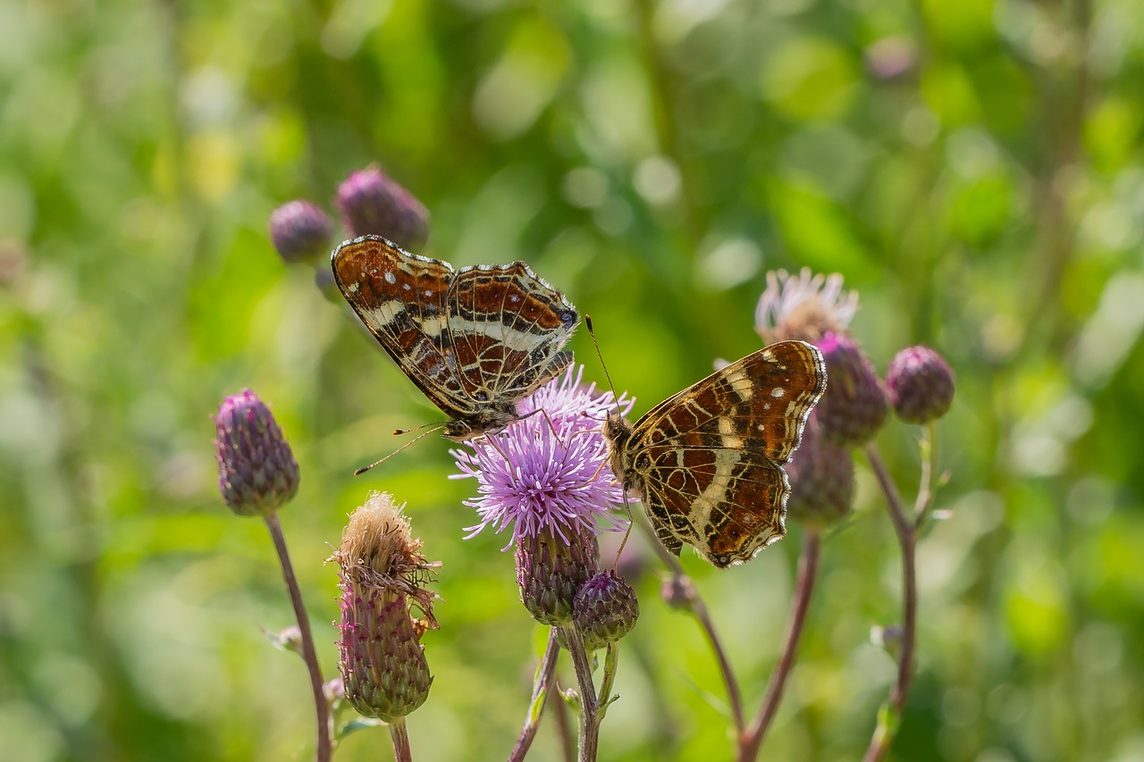 butterfly  blossom  bloom free photo