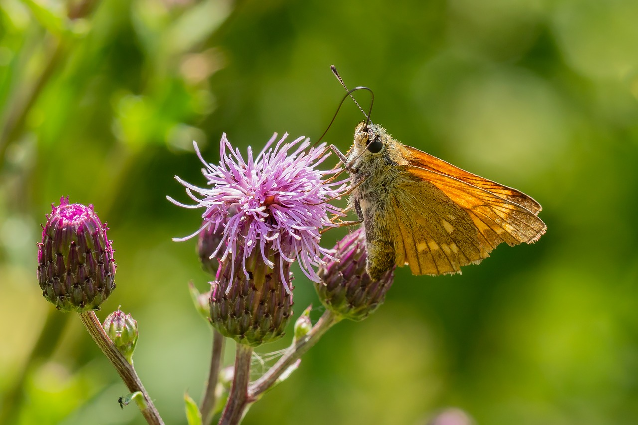 butterfly  blossom  bloom free photo