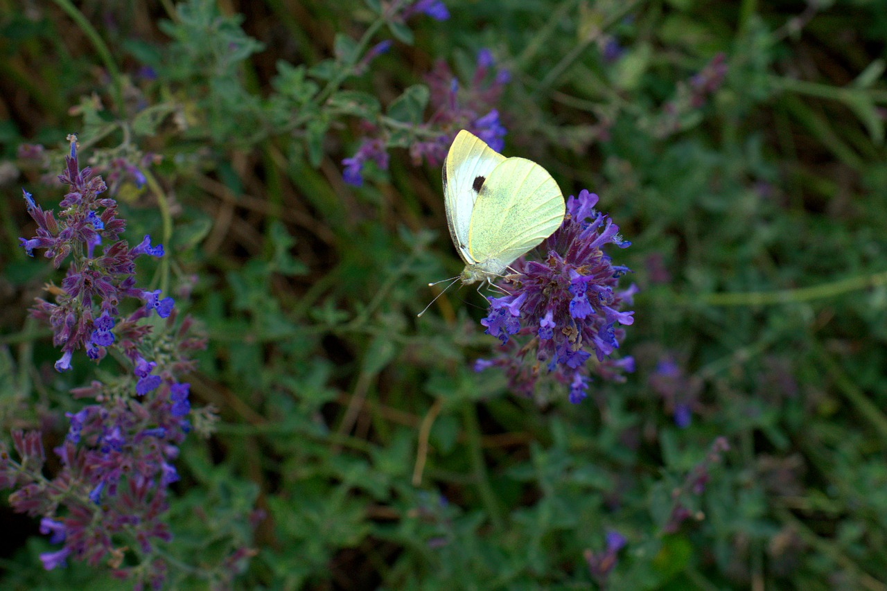 butterfly  lavender  garden free photo