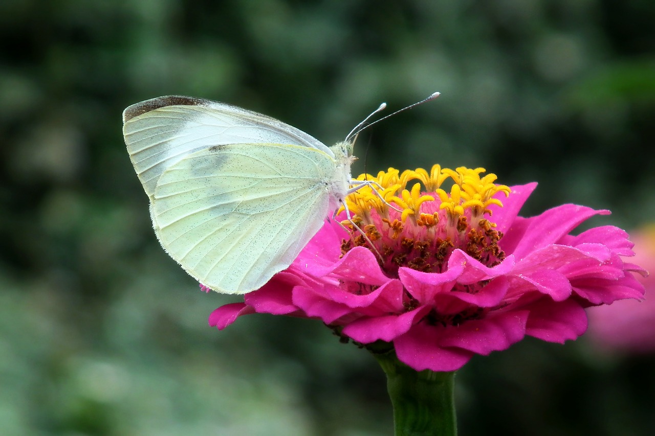 butterfly  insect  flower free photo