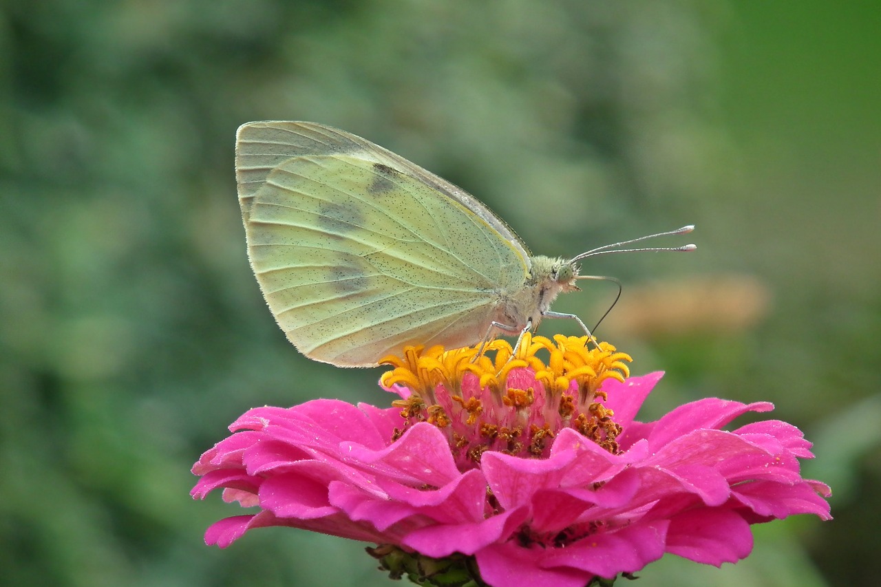 butterfly  insect  flower free photo