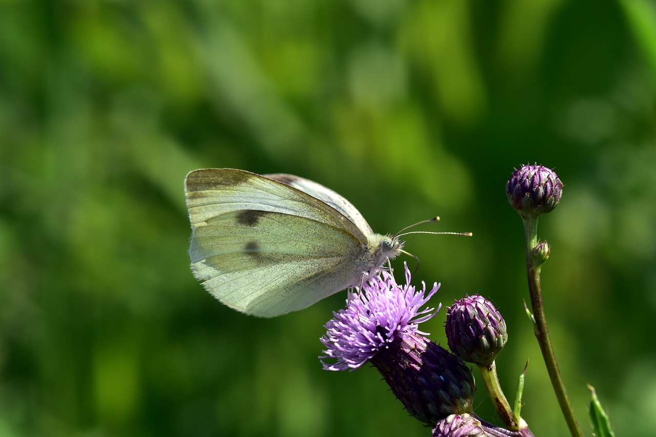 butterfly  white  flower free photo