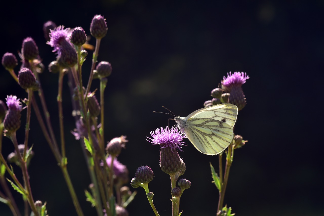 butterfly  white  flowers free photo