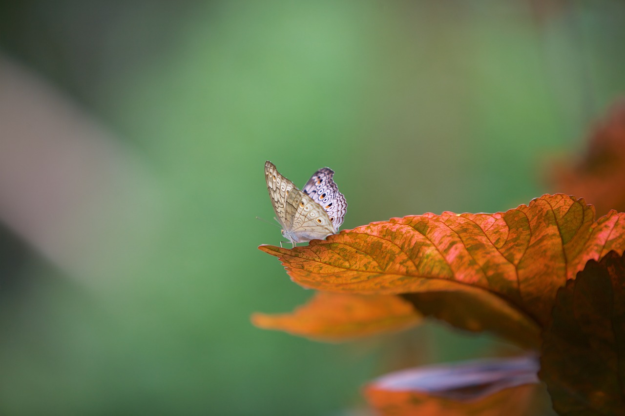 butterfly  leaf  nature free photo