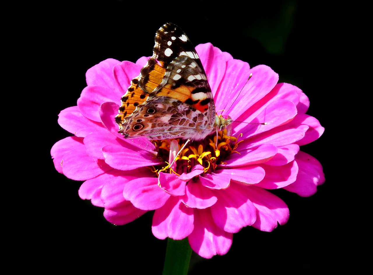 butterfly  insect  flower free photo