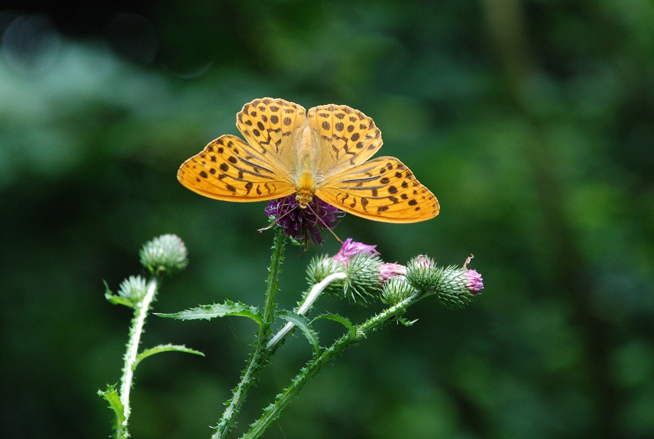 butterfly  nature  insect free photo