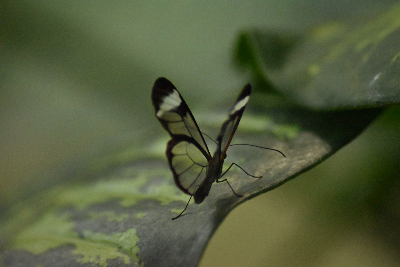 butterfly  green  nature free photo