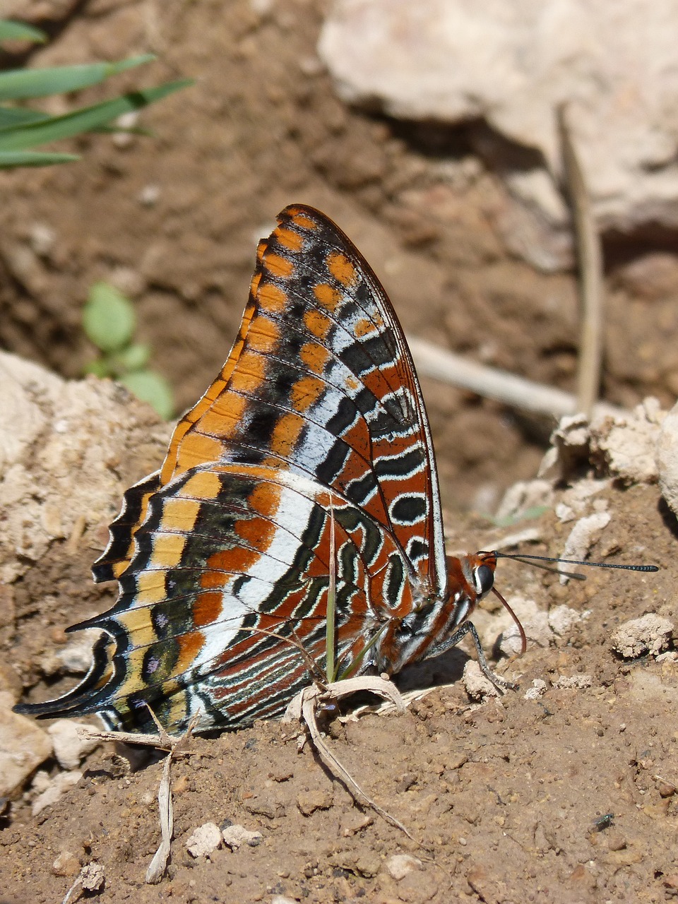 butterfly  charaxes jasius  butterfly in the strawberry tree free photo