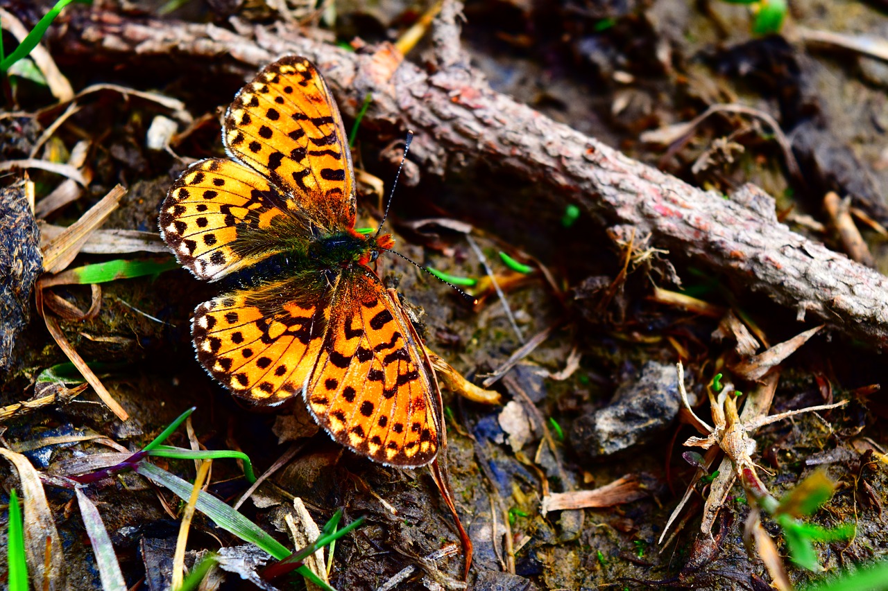 butterfly  alpine fritillary  insect free photo