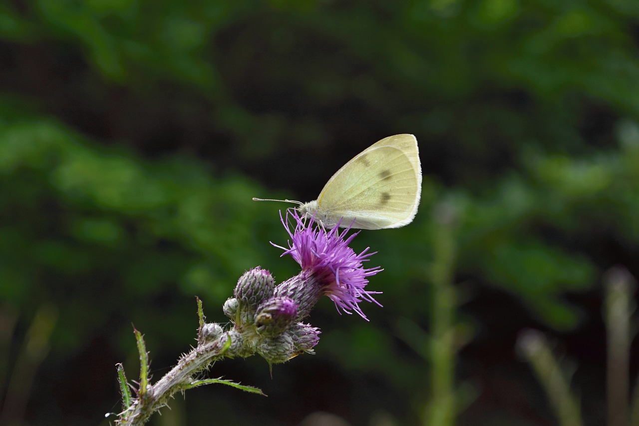 butterfly  flower  meadow free photo