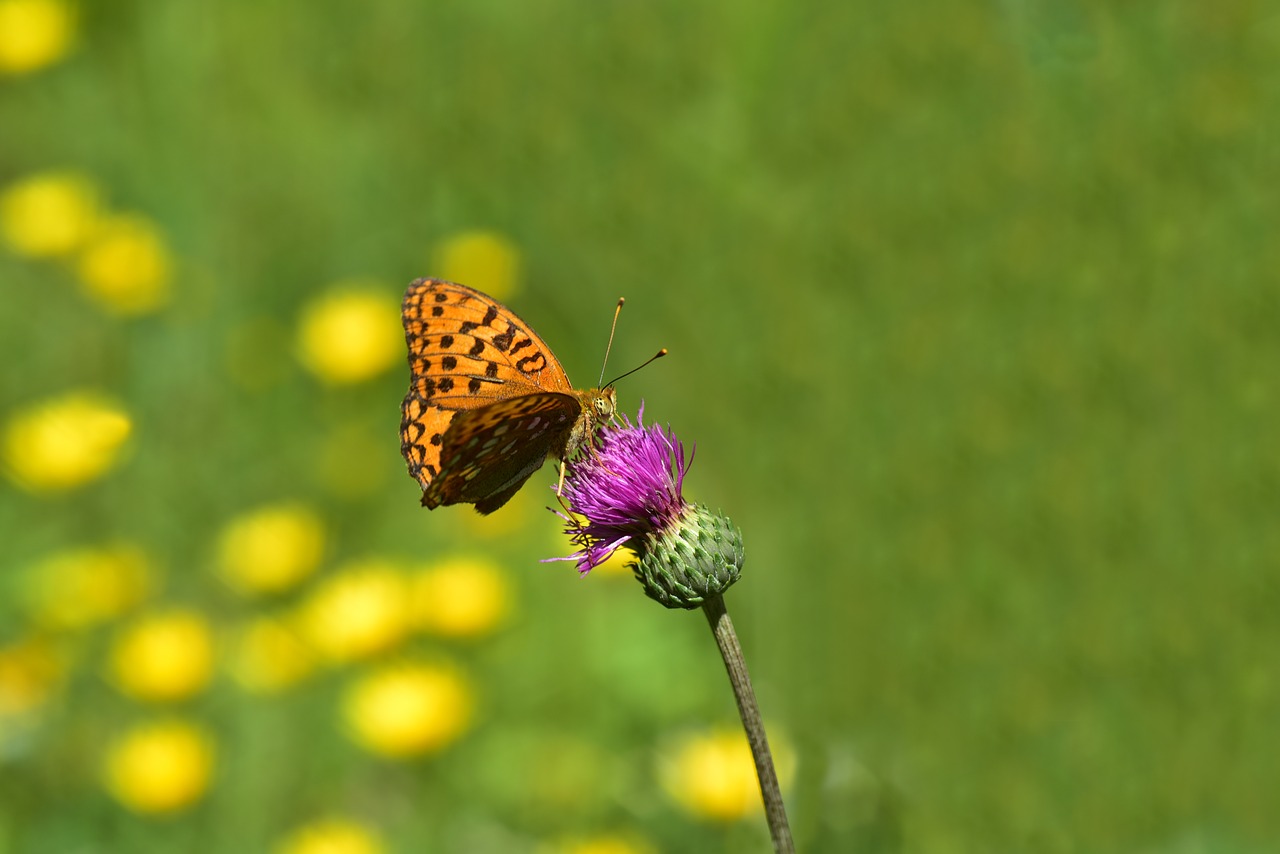 butterfly  insect  nature free photo