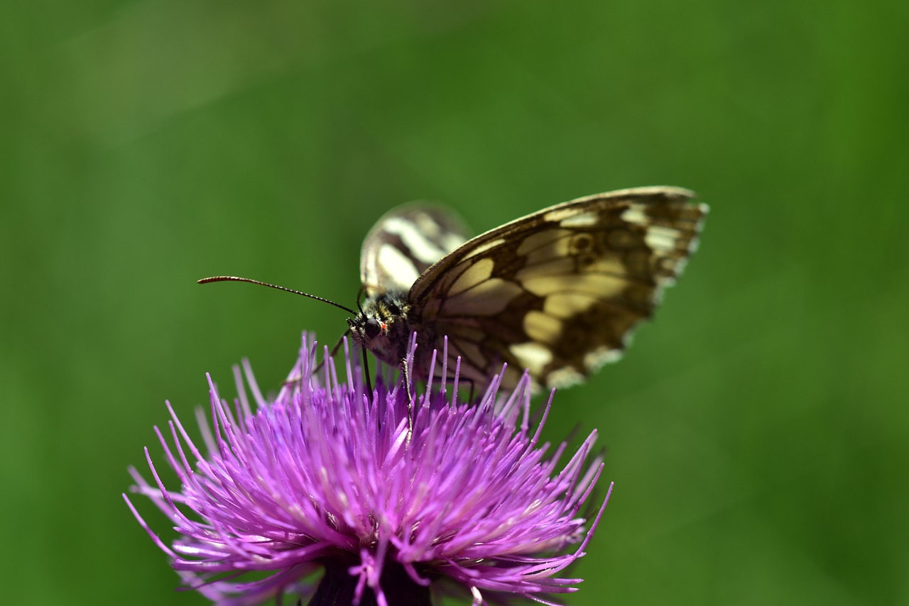 butterfly  insect  nature free photo