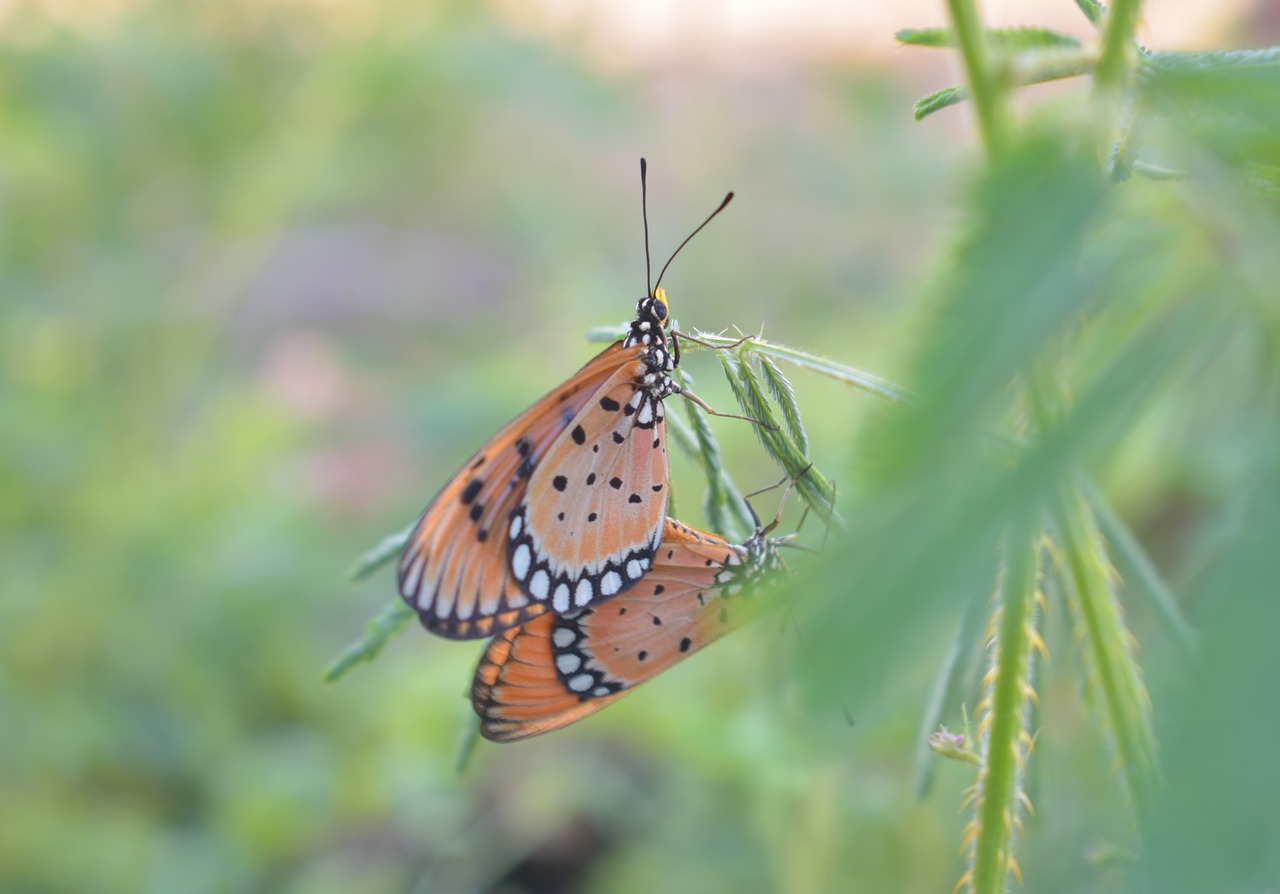 butterfly  nature  insect free photo