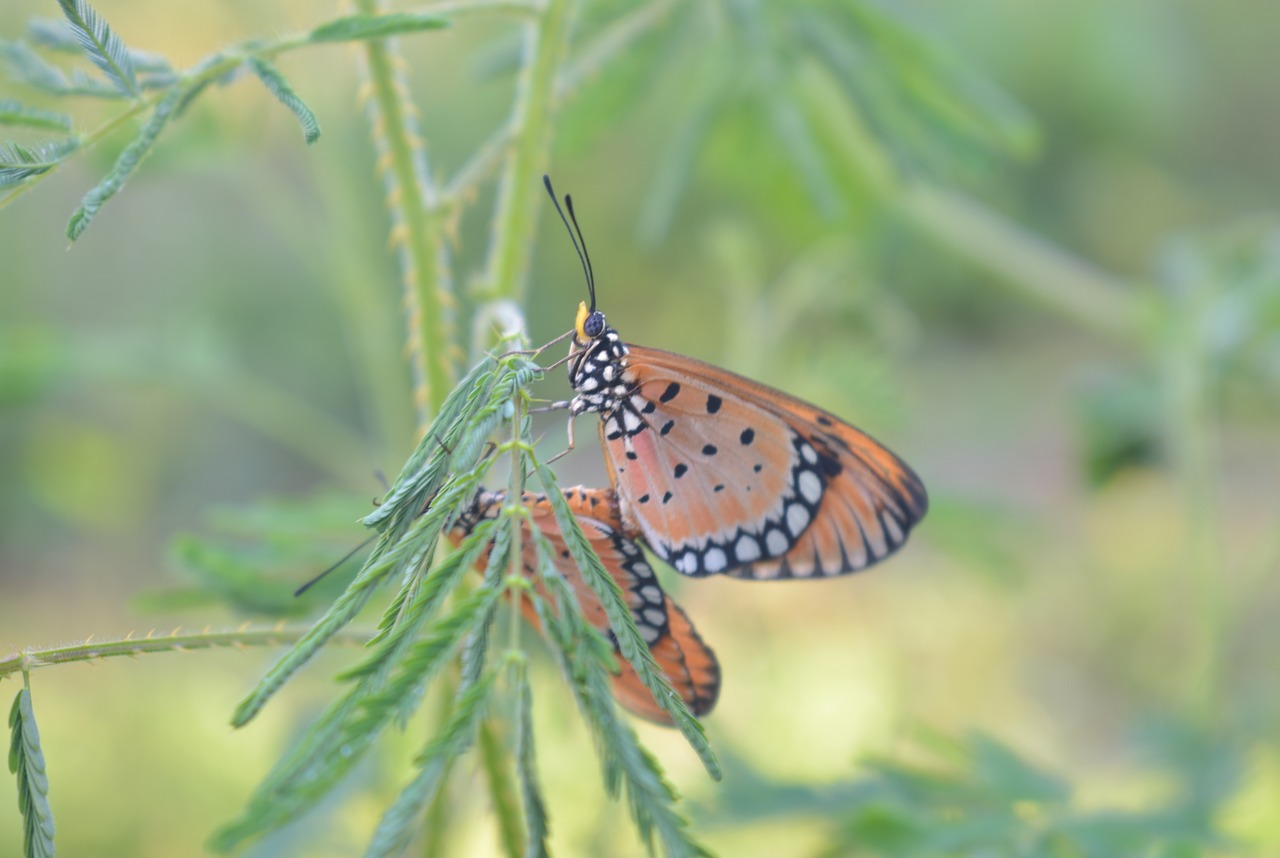 butterfly  nature  insect free photo