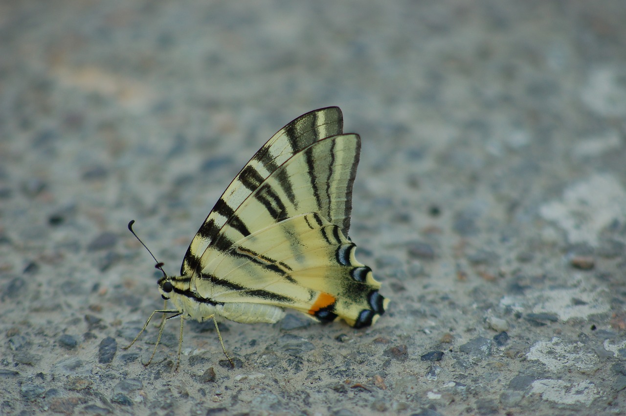 butterfly  ali  insect free photo