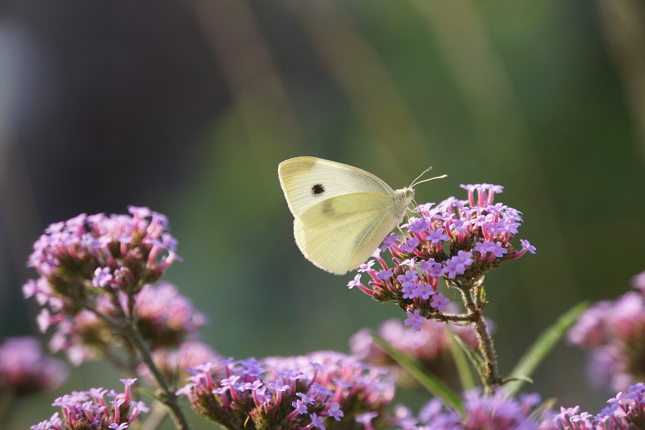 butterfly  white  insect free photo