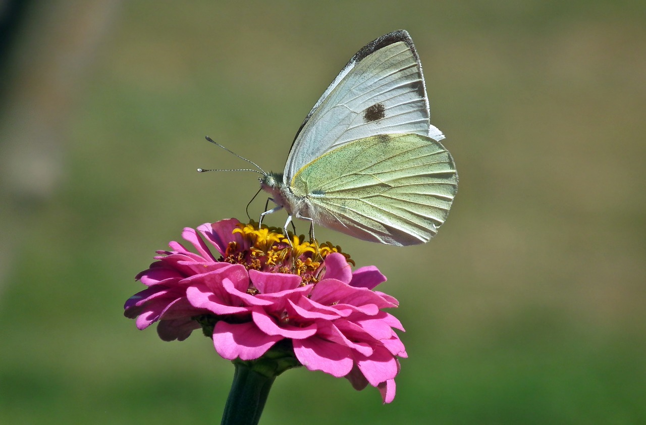 butterfly  flower  zinnia free photo