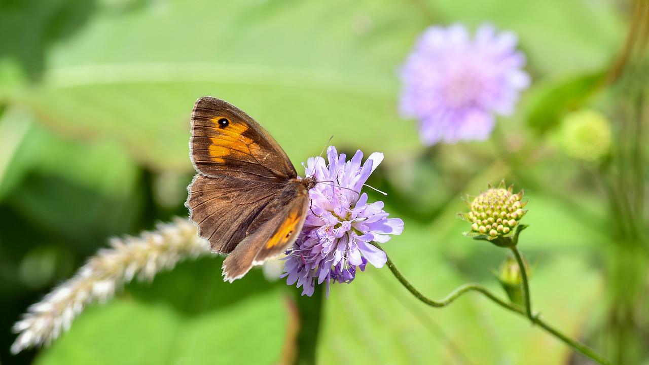 butterfly  insect  nature free photo