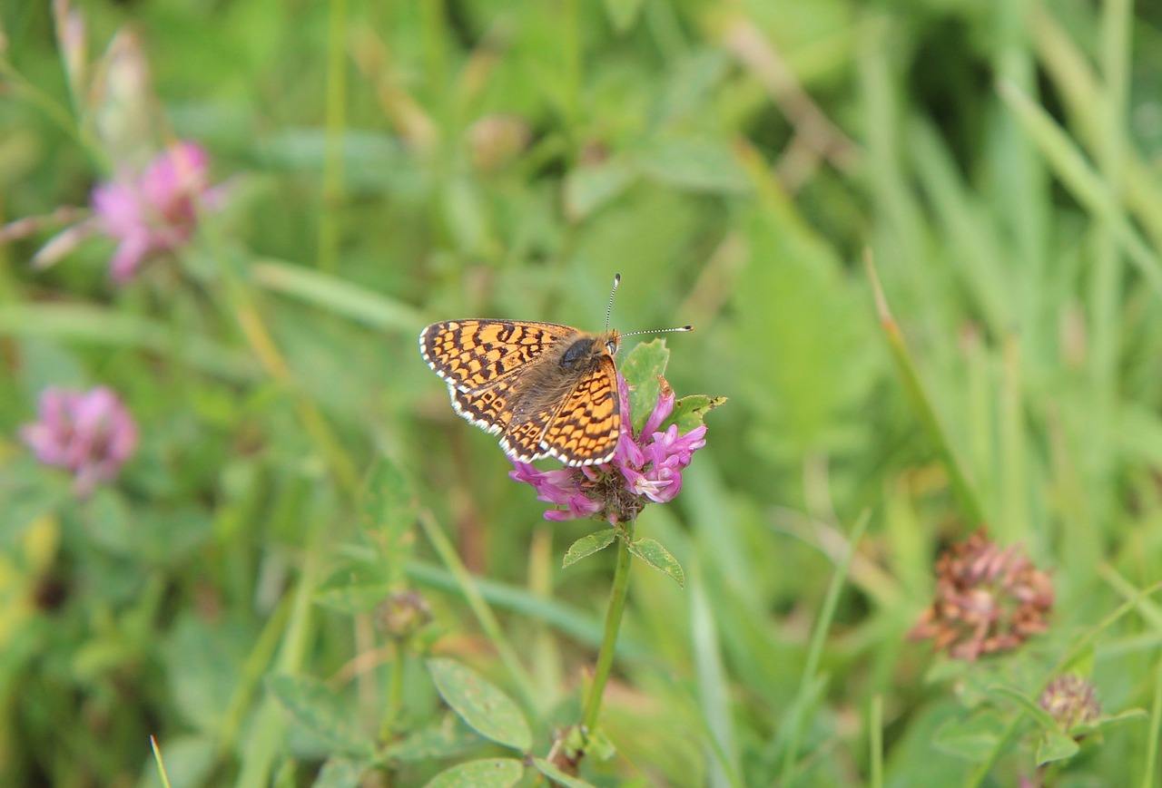 butterfly  brittany  insect free photo