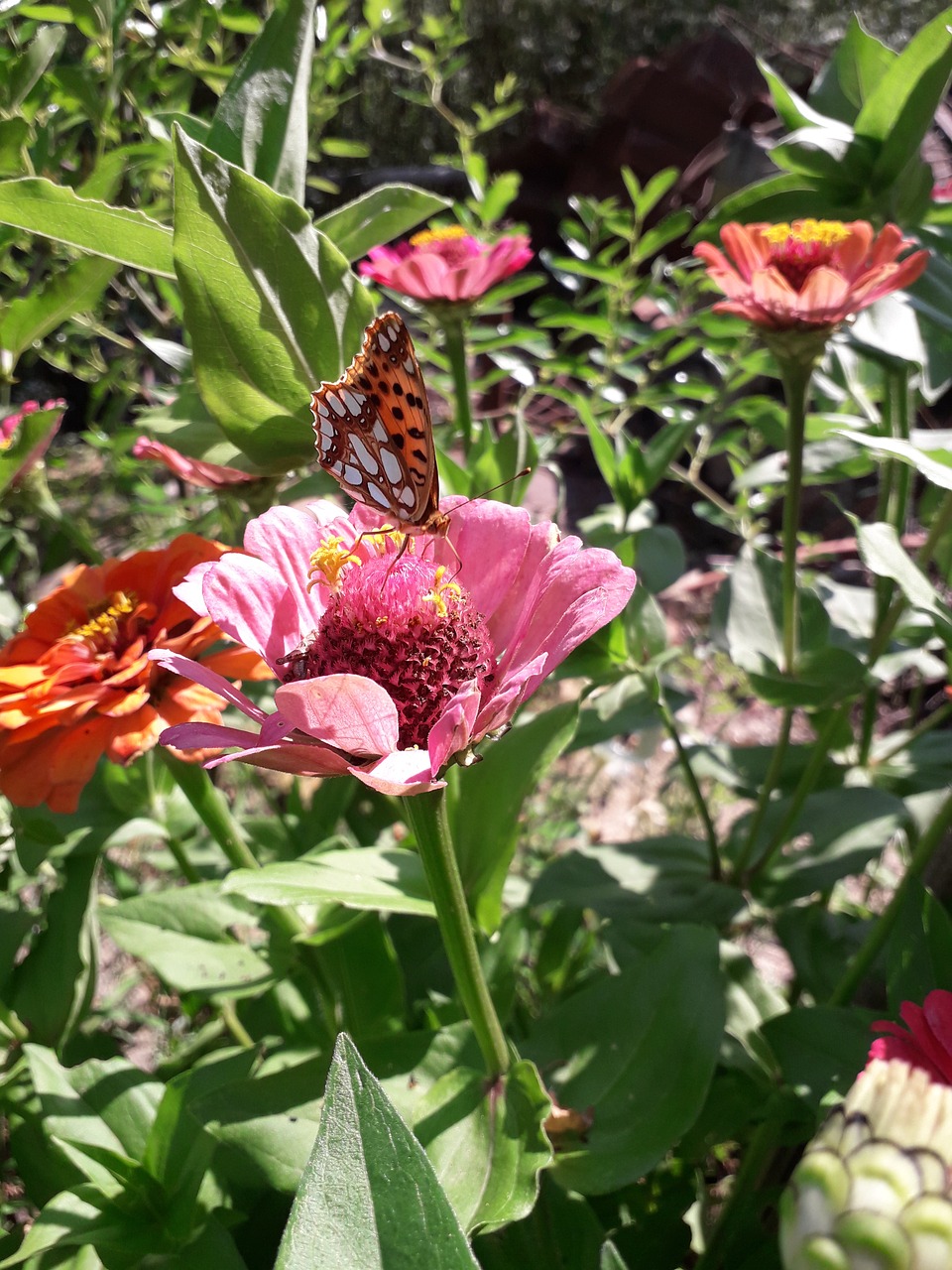 butterfly  garden  flower free photo