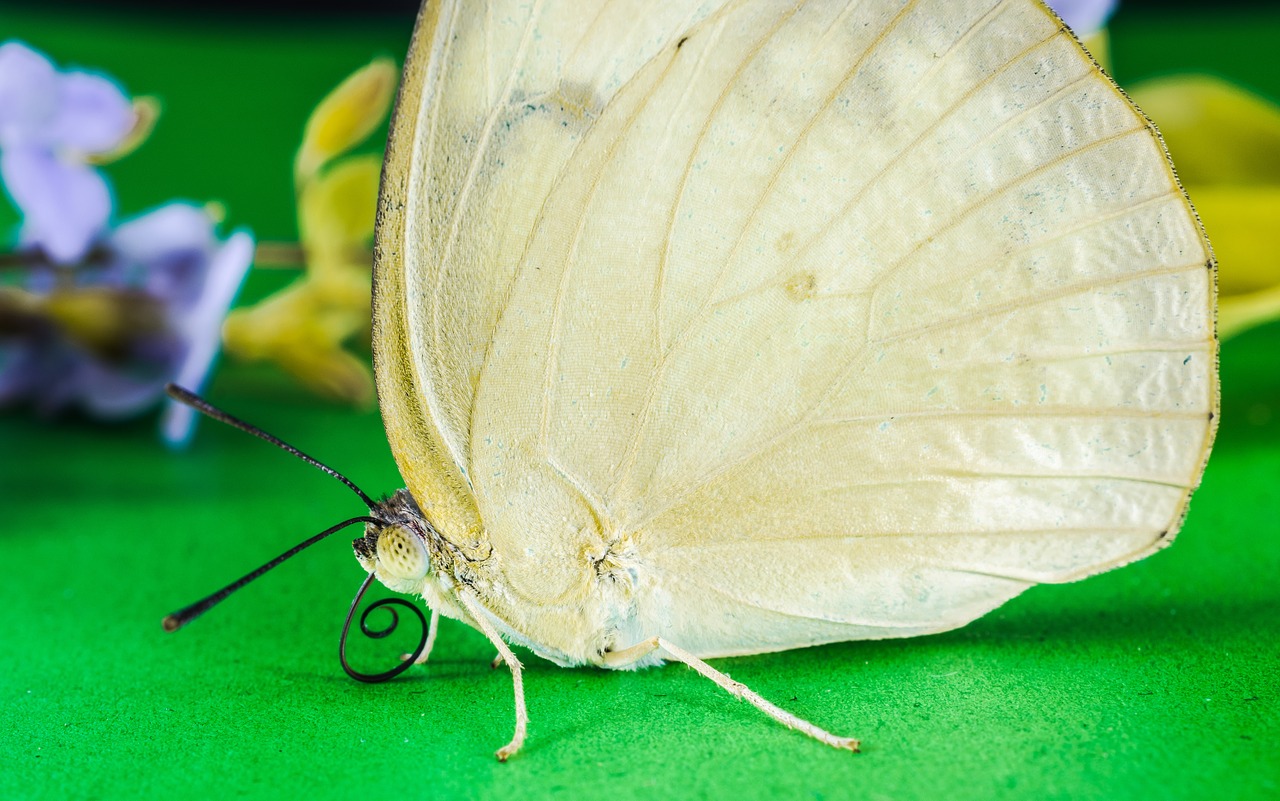 butterfly insect free pictures free photo