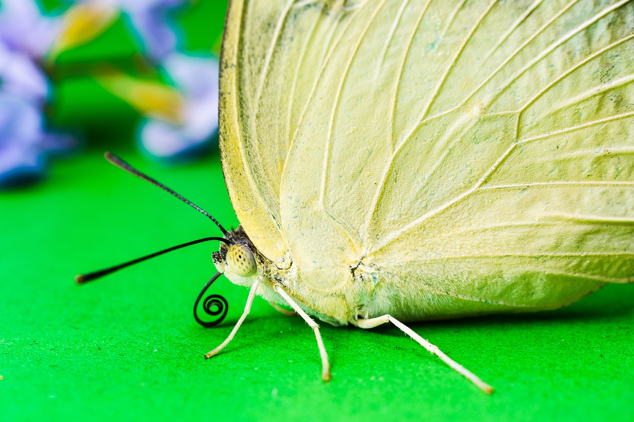 butterfly insect free pictures free photo