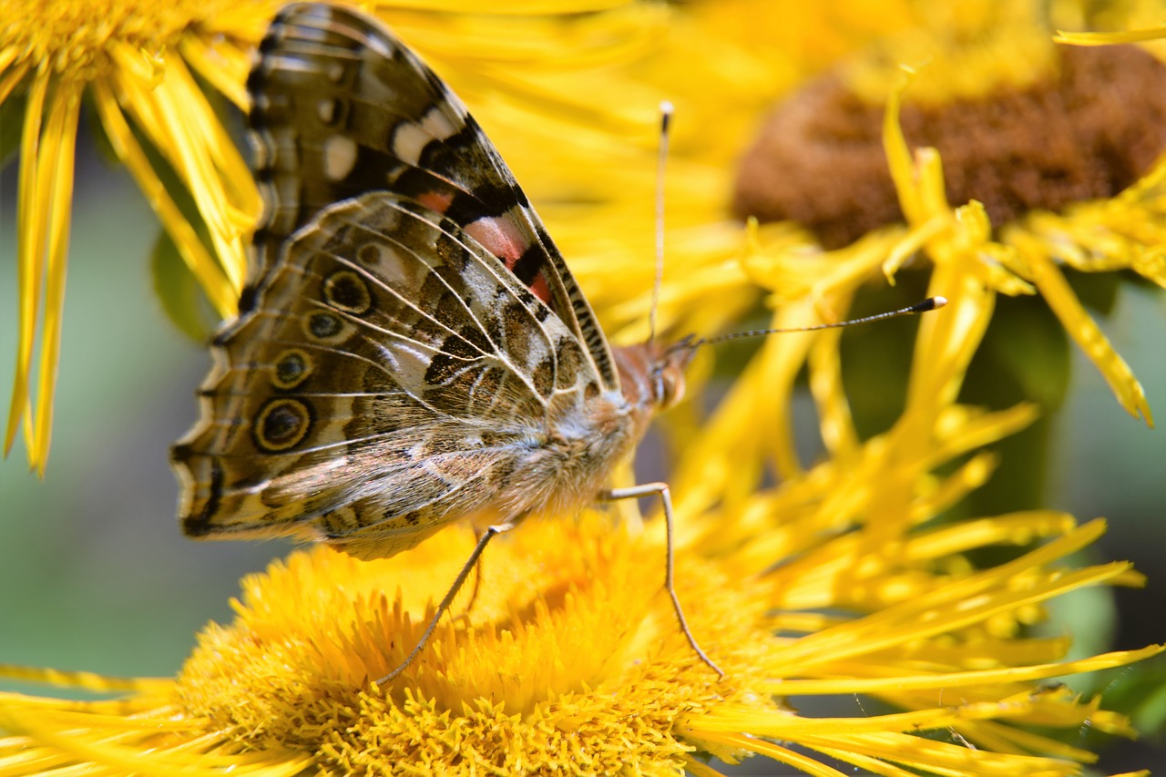 butterfly  flower  yellow free photo