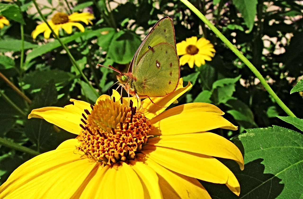 butterfly  insect  nature free photo