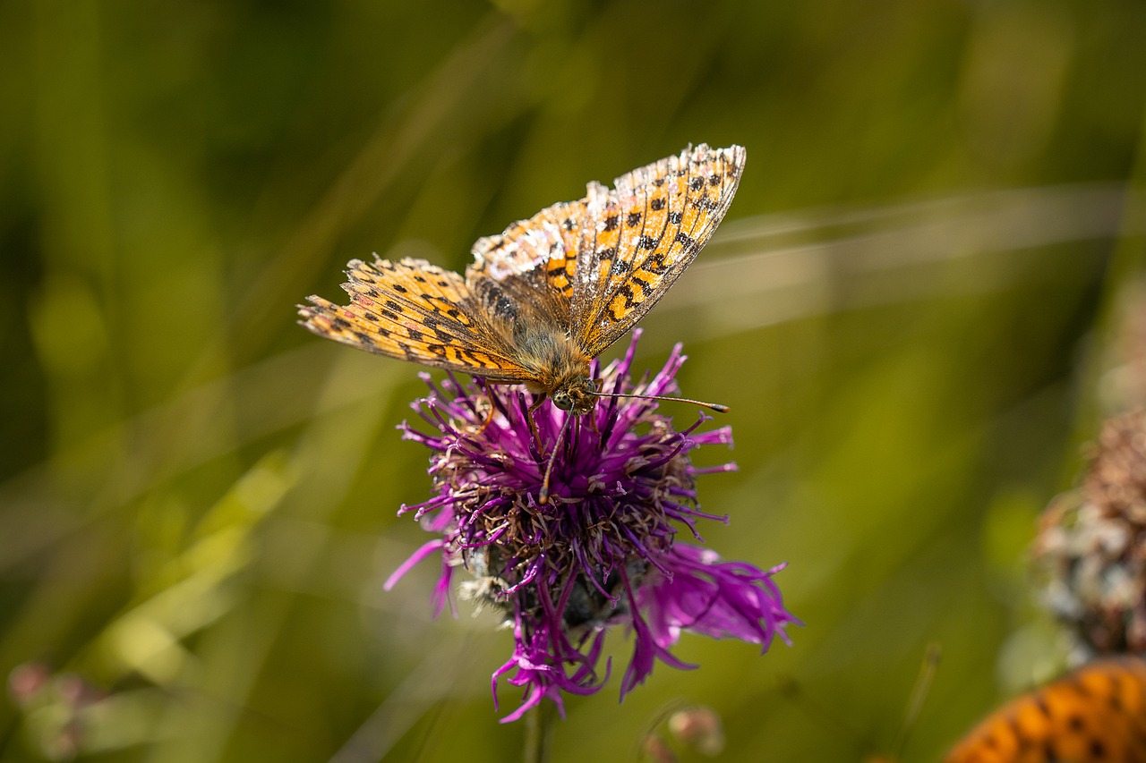 butterfly  summer  flower meadow free photo