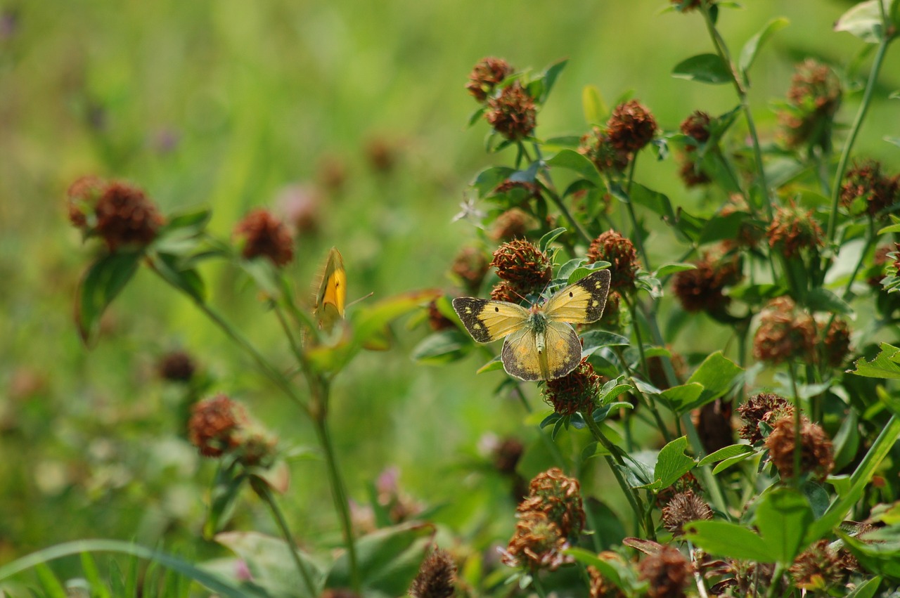 butterfly  summer  prato free photo