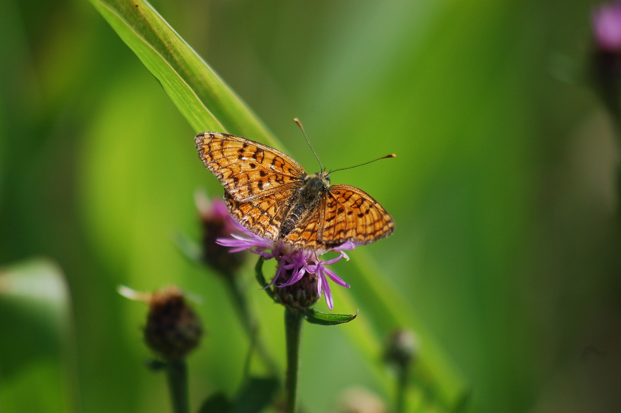 butterfly  nature  summer free photo