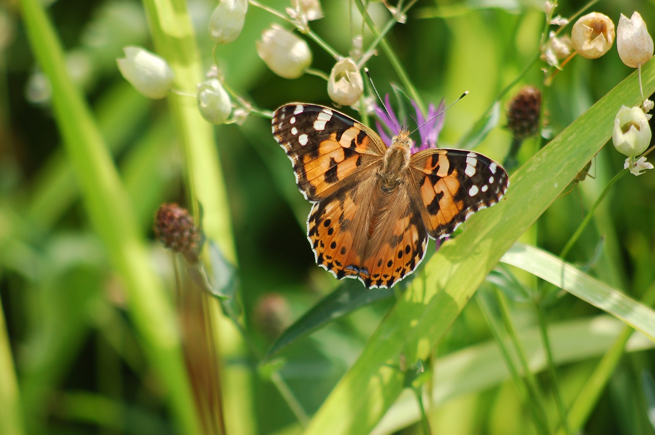 butterfly  nature  insect free photo