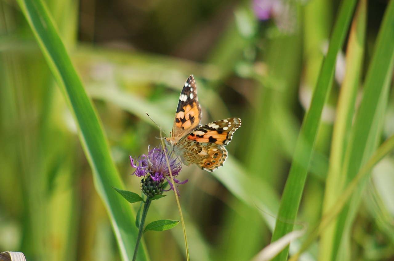 butterfly  summer  flower free photo