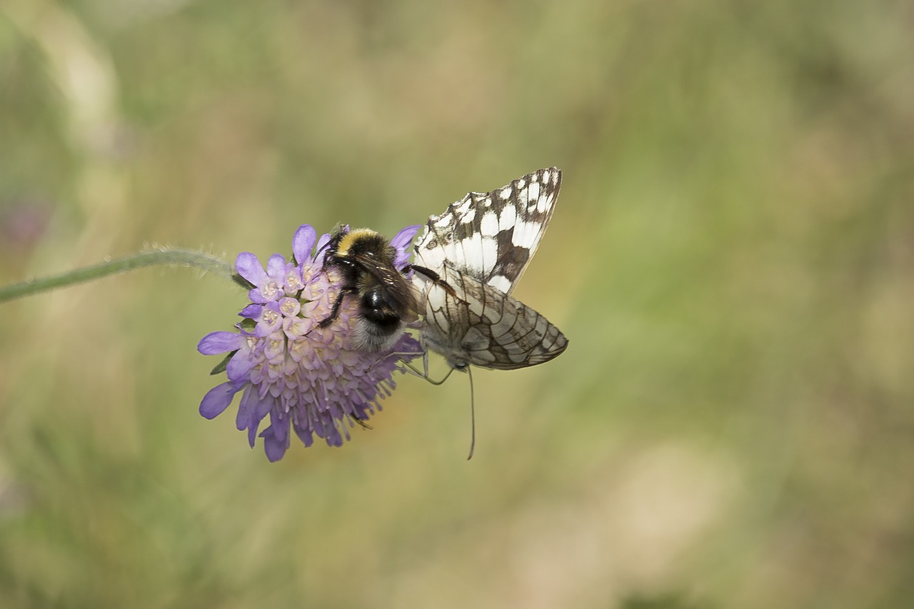 butterfly  flower  nature free photo